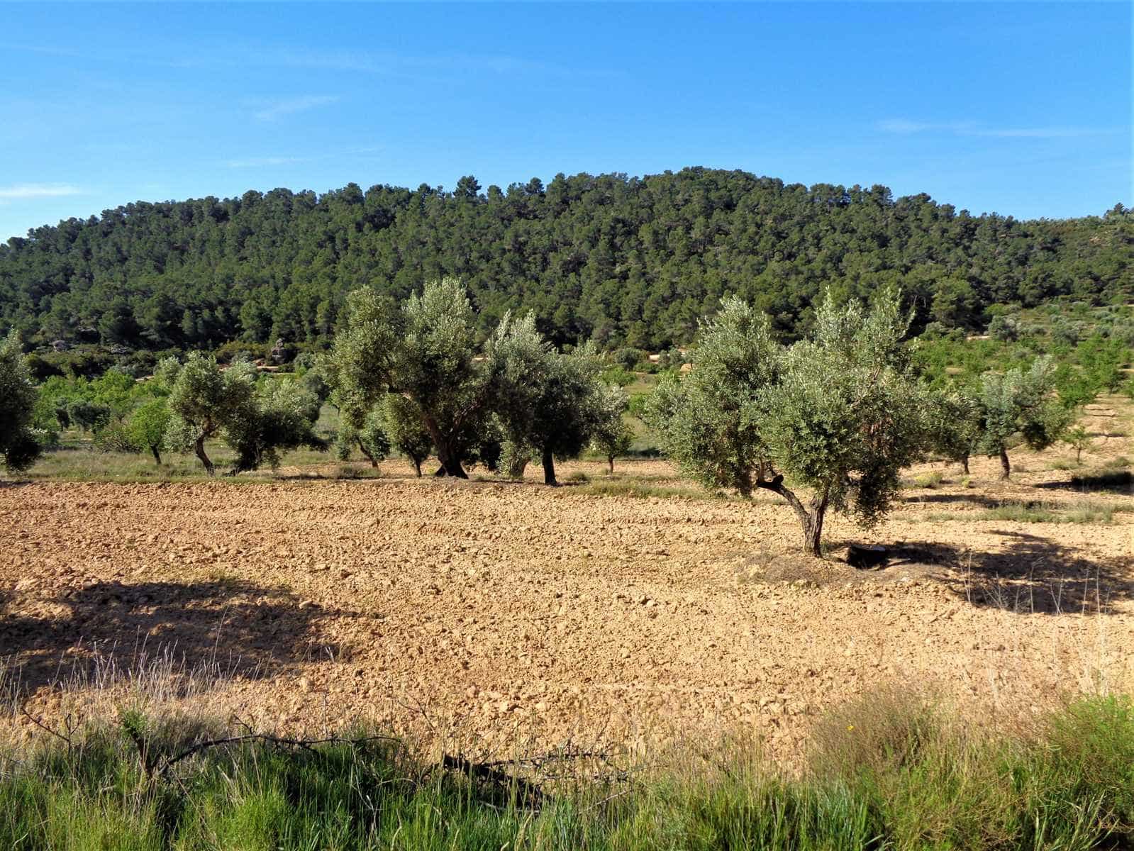 Finca/Casa Rural en Maella en venta - 21.000 € (Ref: 7406970)