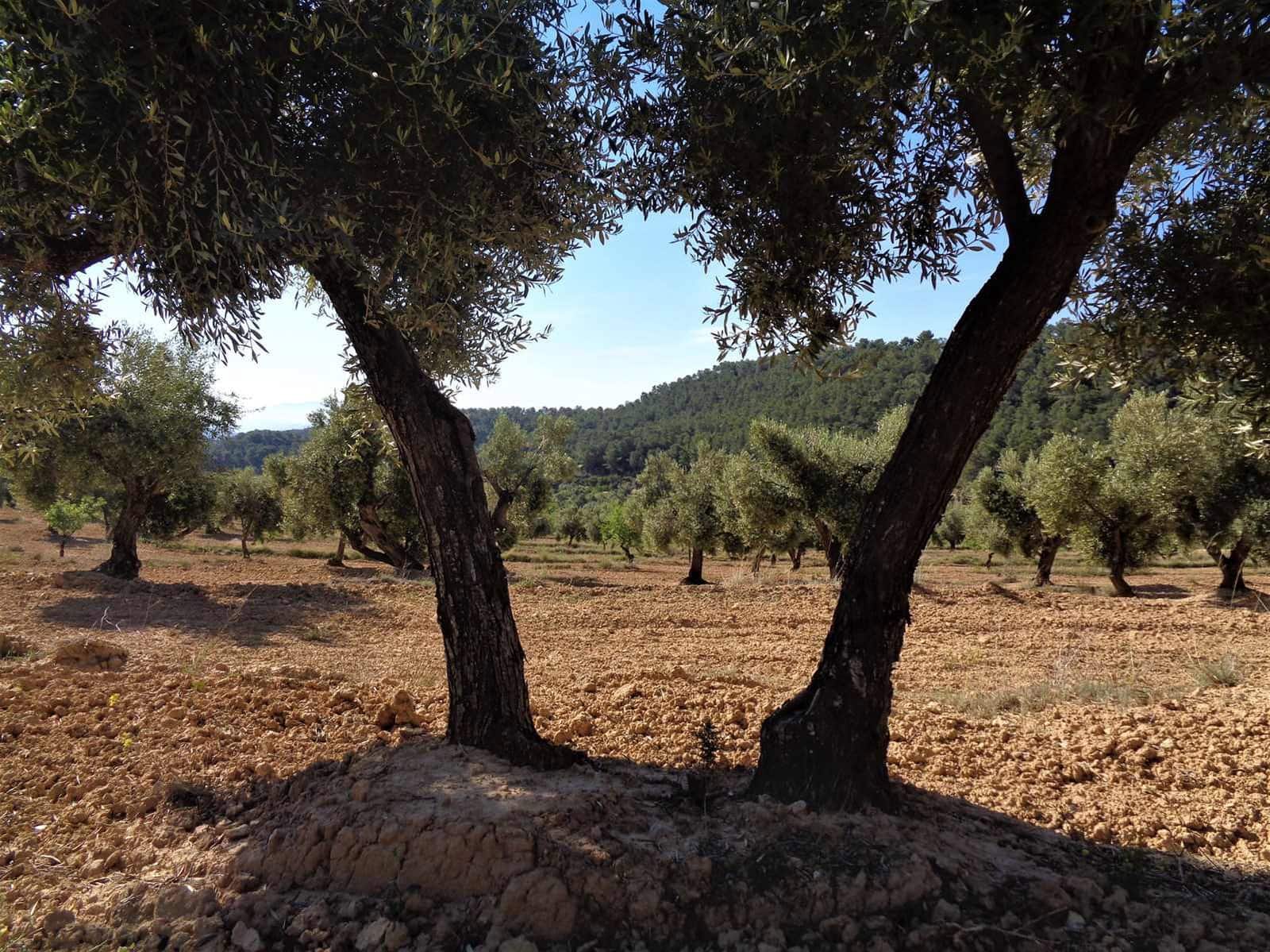 Finca/Casa Rural en Maella en venta - 21.000 € (Ref: 7406970)