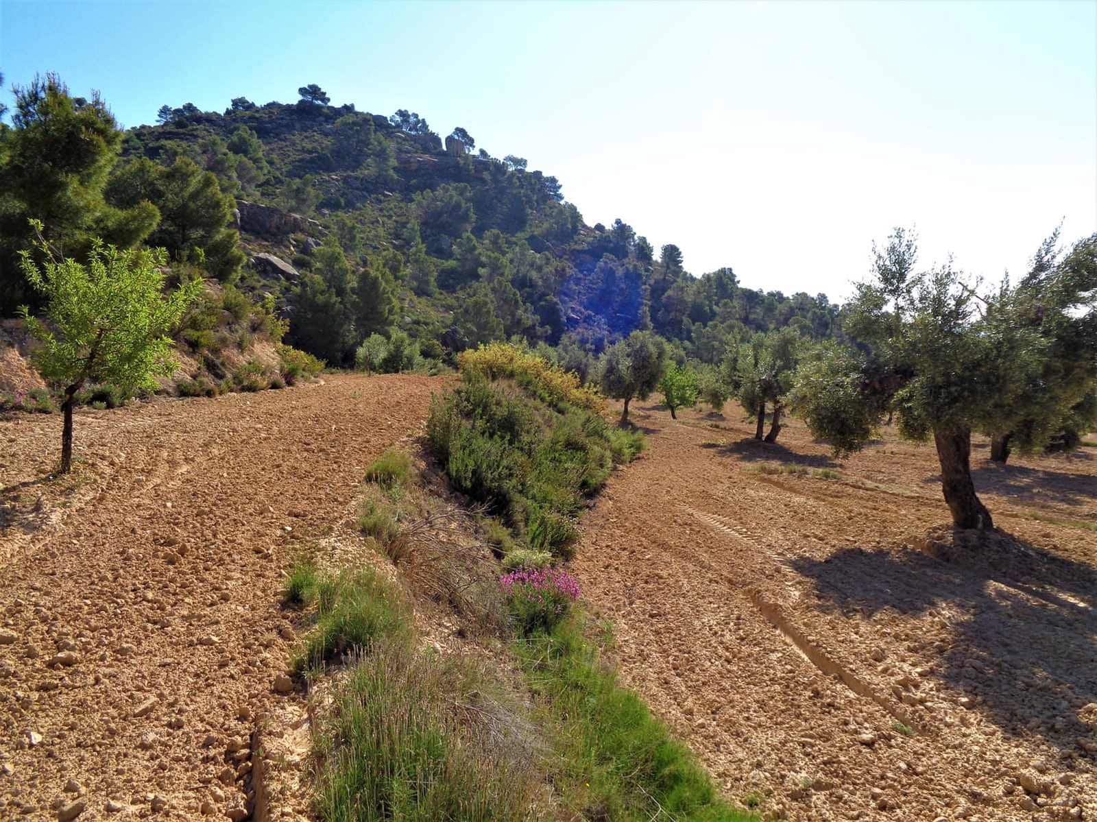 Finca/Casa Rural en Maella en venta - 21.000 € (Ref: 7406970)
