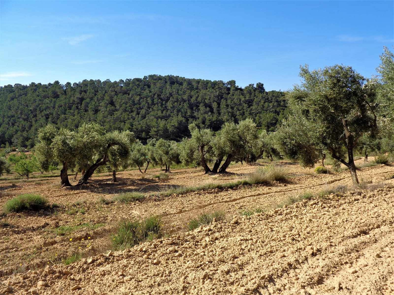 Finca/Casa Rural en Maella en venta - 21.000 € (Ref: 7406970)