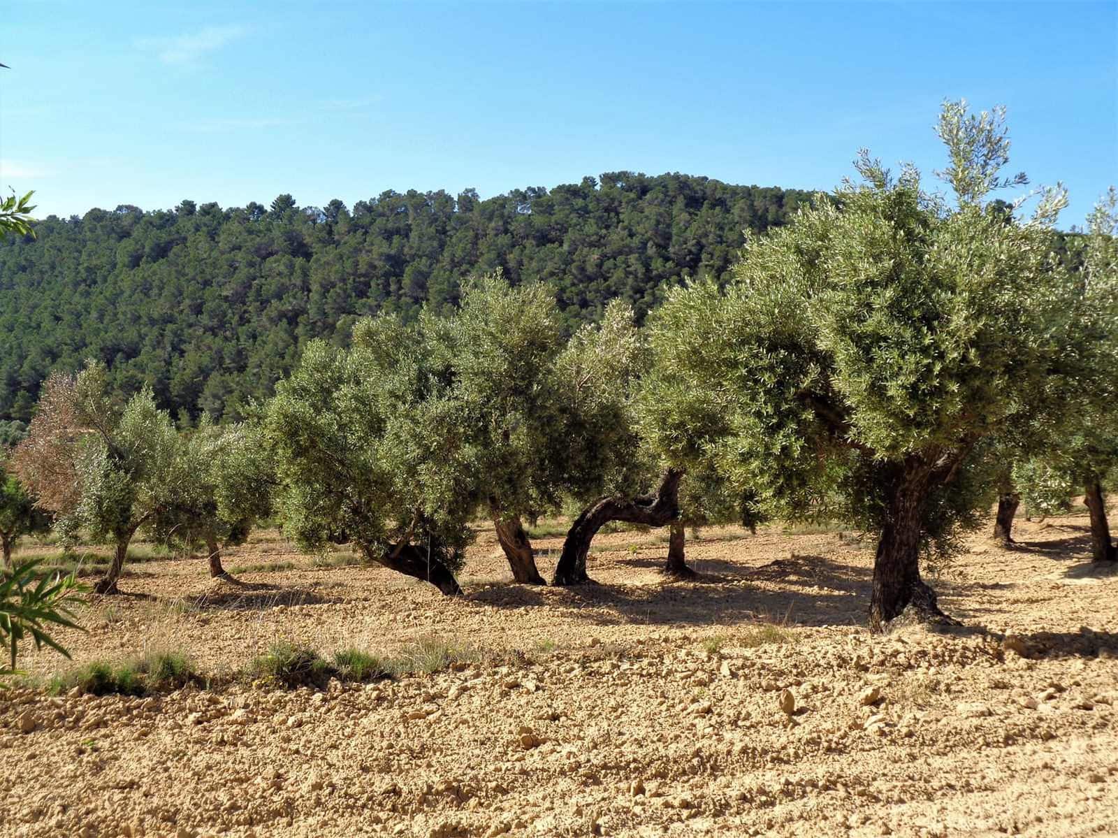 Finca/Casa Rural en Maella en venta - 21.000 € (Ref: 7406970)