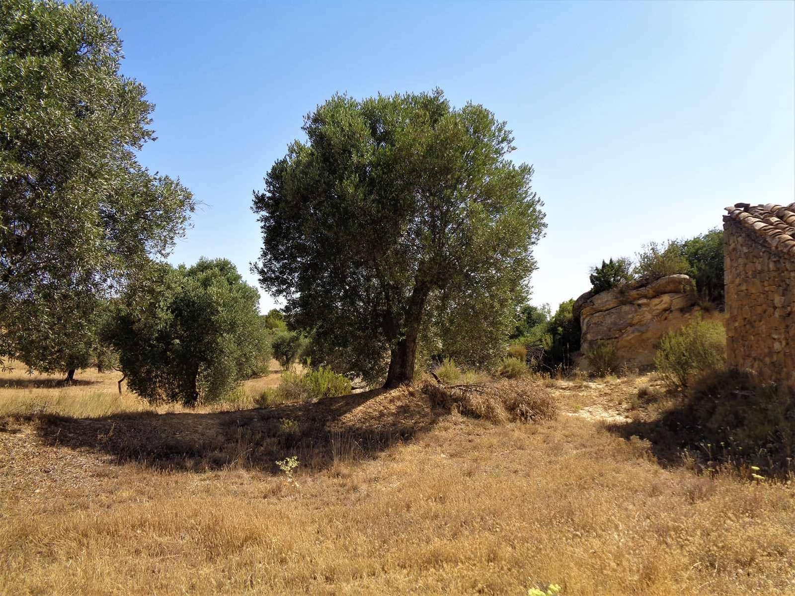 Finca/Hus på landet till salu i Maella - 18 500 € (Ref: 7406972)