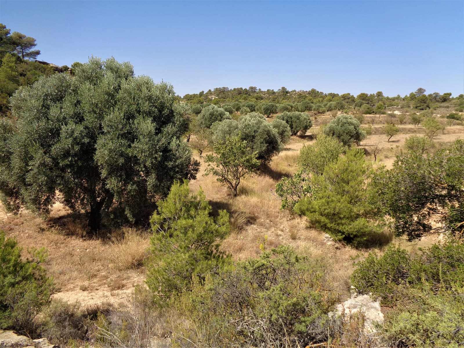 Finca/Hus på landet till salu i Maella - 18 500 € (Ref: 7406972)