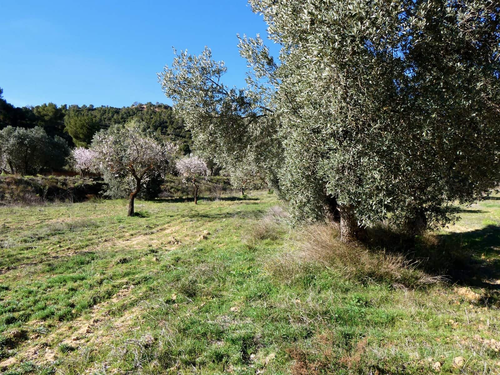 Finca/Country House for sale in Maella - € 38,000 (Ref: 7446452)