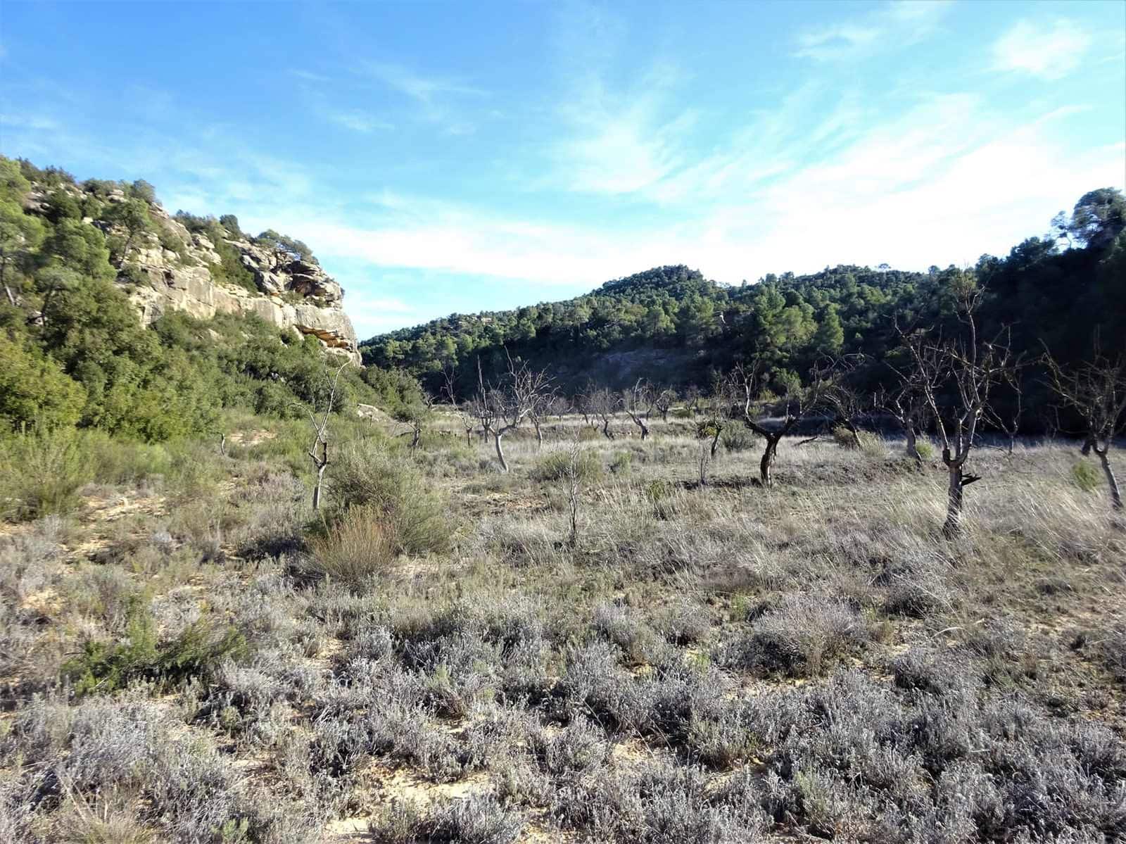 Finca/Casa Rural en Maella en venta - 12.500 € (Ref: 7467373)