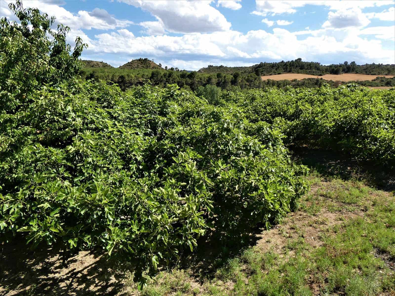 Maalaistalo myytävänä paikassa Caspe - 69 000 € (Ref: 7662822)