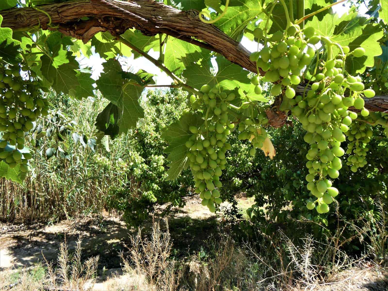 Maalaistalo myytävänä paikassa Caspe - 69 000 € (Ref: 7662822)