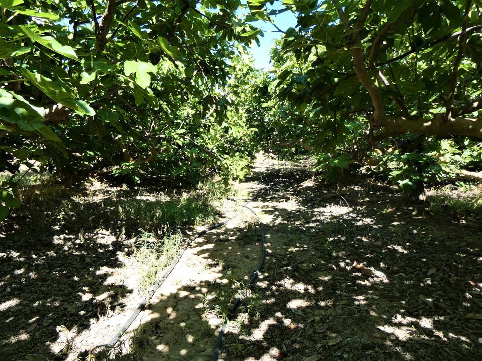 Maalaistalo myytävänä paikassa Caspe - 69 000 € (Ref: 7662822)