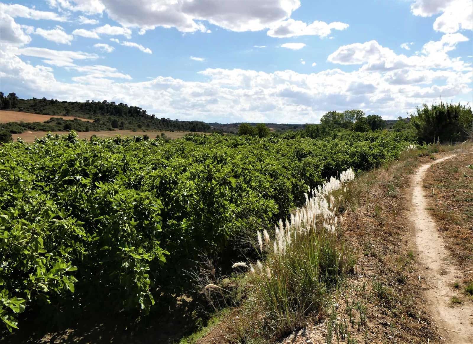 Finca/Landehus til salg i Caspe - € 69.000 (Ref: 7662822)