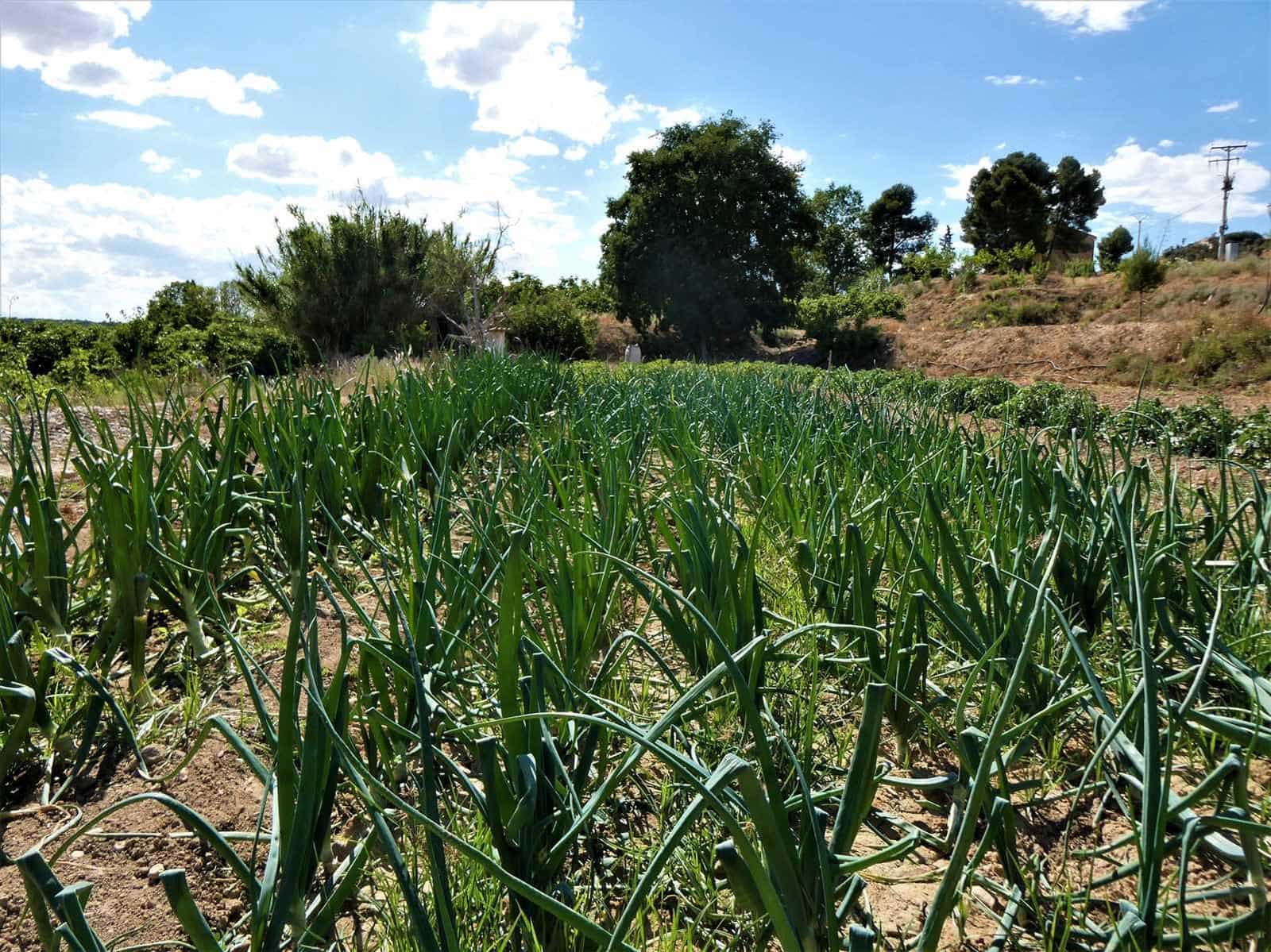 Finca/Landehus til salg i Caspe - € 69.000 (Ref: 7662822)