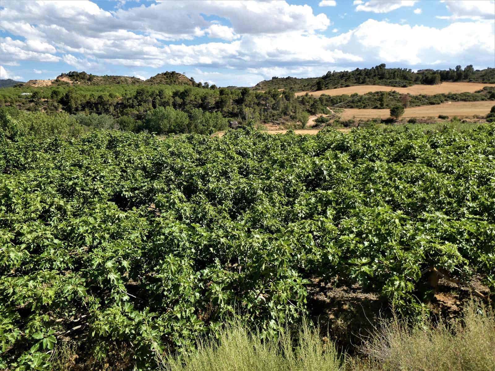 Finca/Landehus til salg i Caspe - € 69.000 (Ref: 7662822)