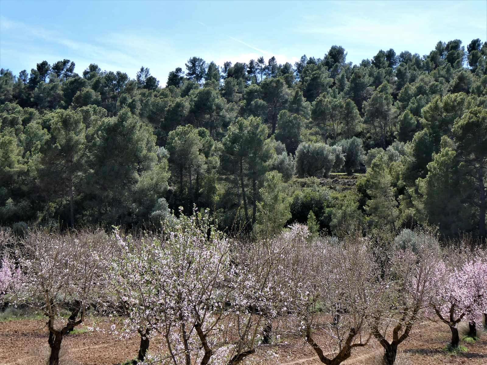 Finca/Herregård til salgs i Maella - € 29 000 (Ref: 7743404)