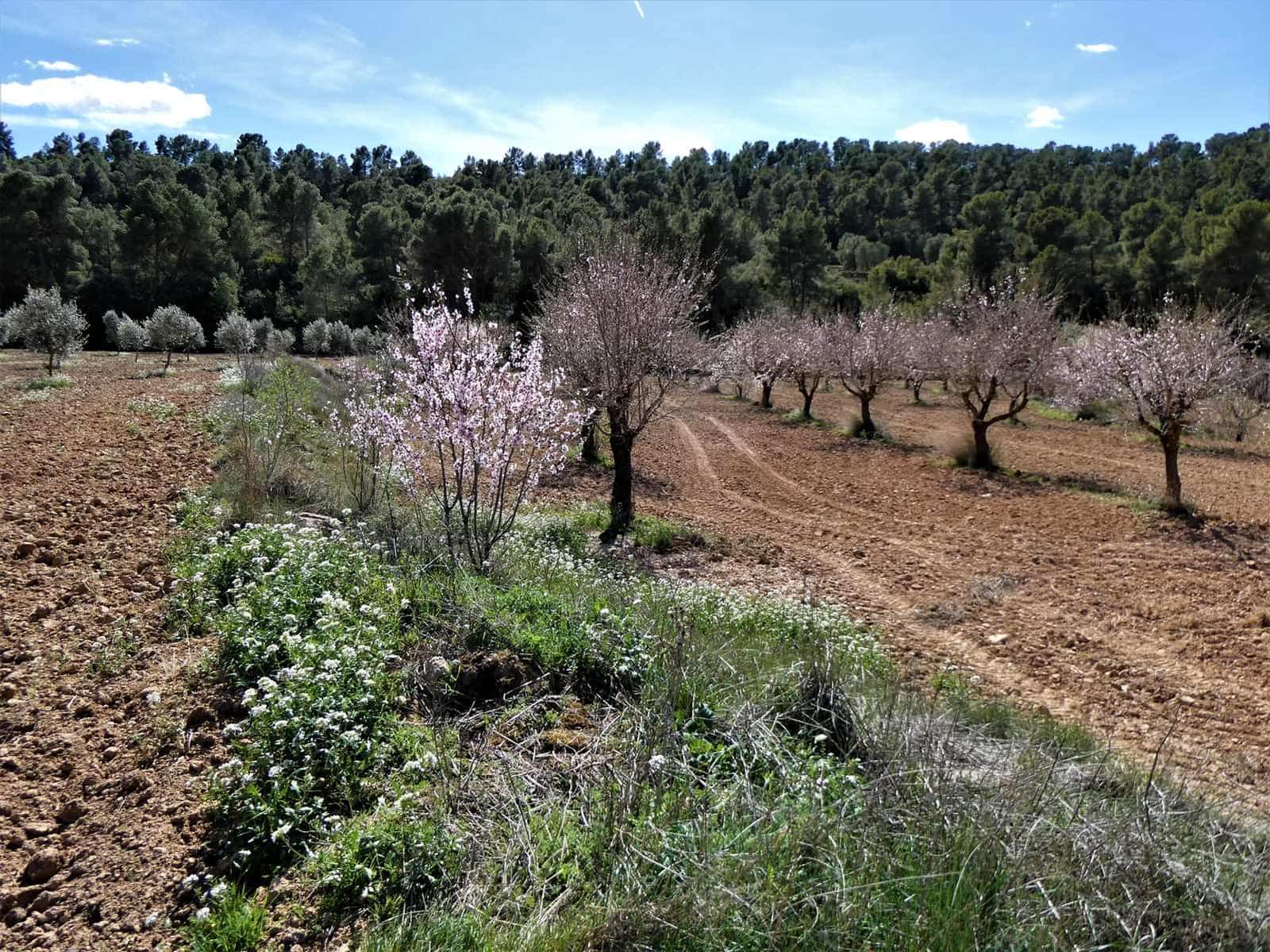 Finca/Herregård til salgs i Maella - € 29 000 (Ref: 7743404)