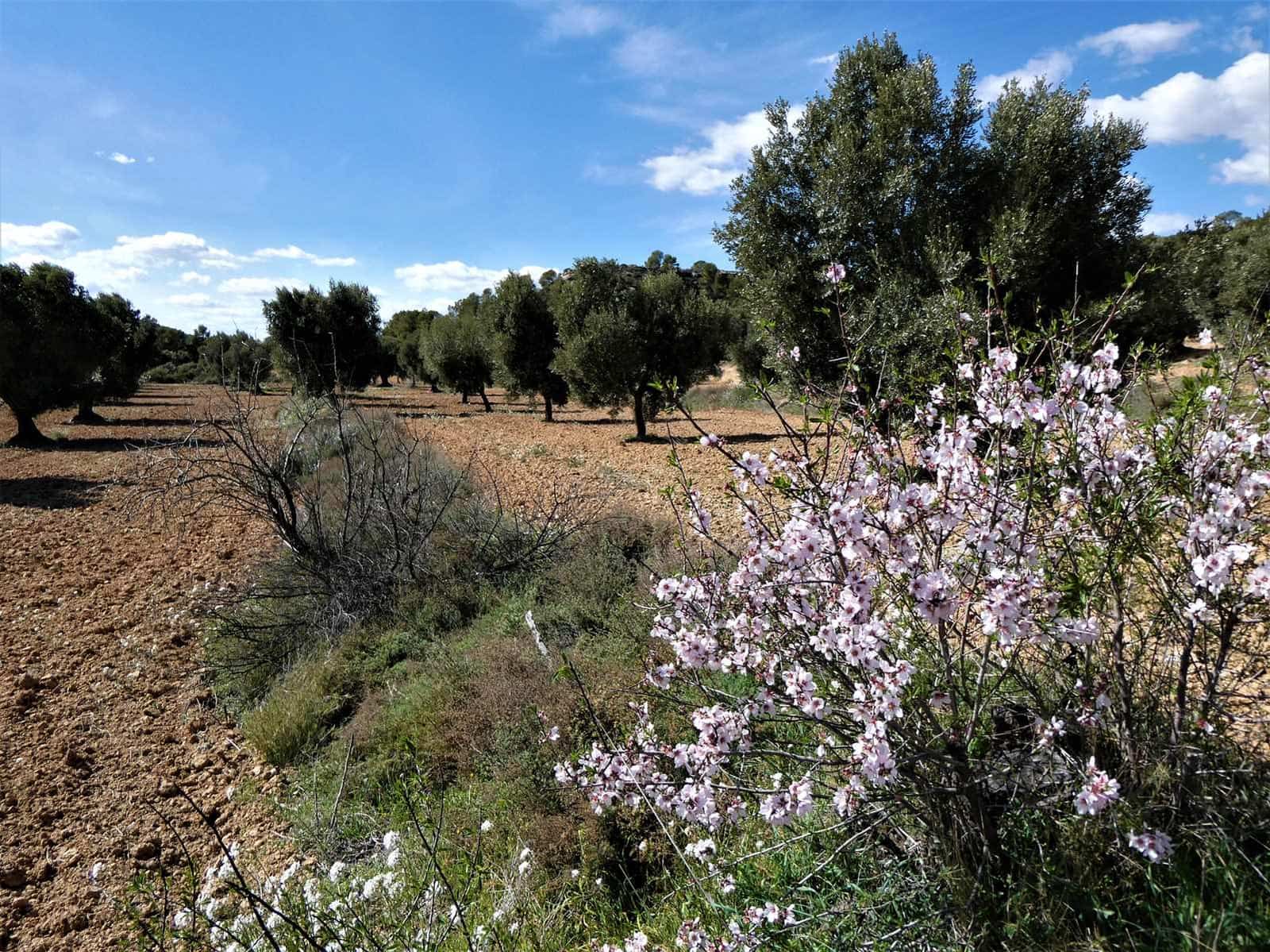 Finca/Herregård til salgs i Maella - € 29 000 (Ref: 7743404)