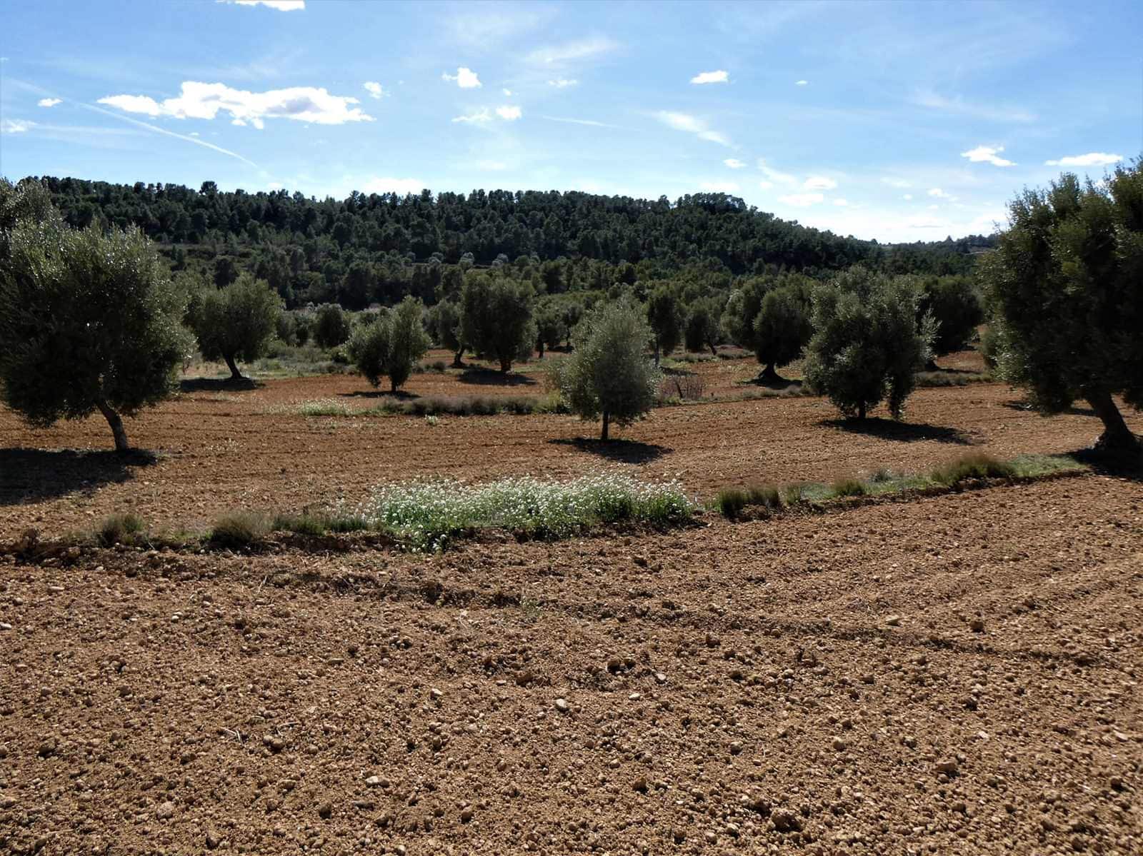 Finca/Herregård til salgs i Maella - € 29 000 (Ref: 7743404)