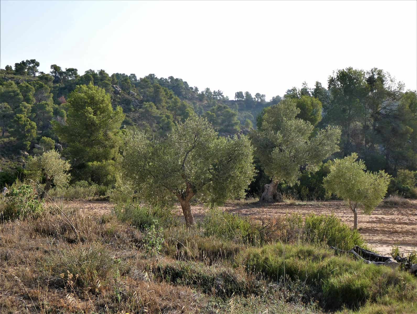 Finca/Country House for sale in Maella - € 34,000 (Ref: 7760867)