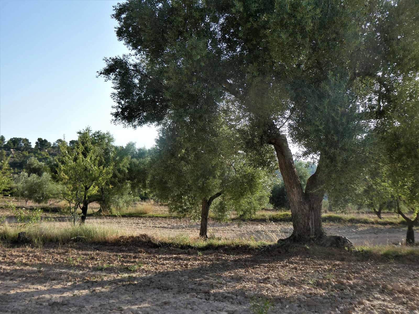 Finca/Country House for sale in Maella - € 34,000 (Ref: 7760867)
