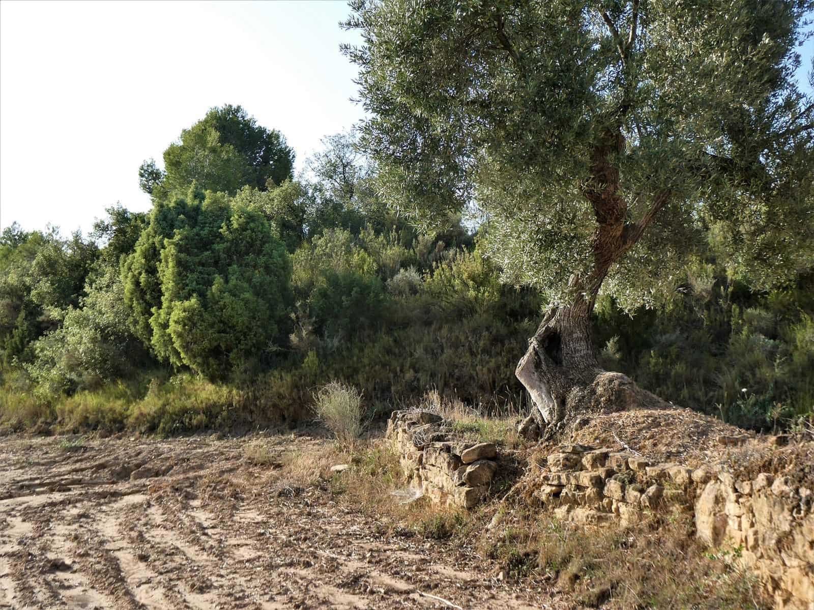 Finca/Country House for sale in Maella - € 34,000 (Ref: 7760867)