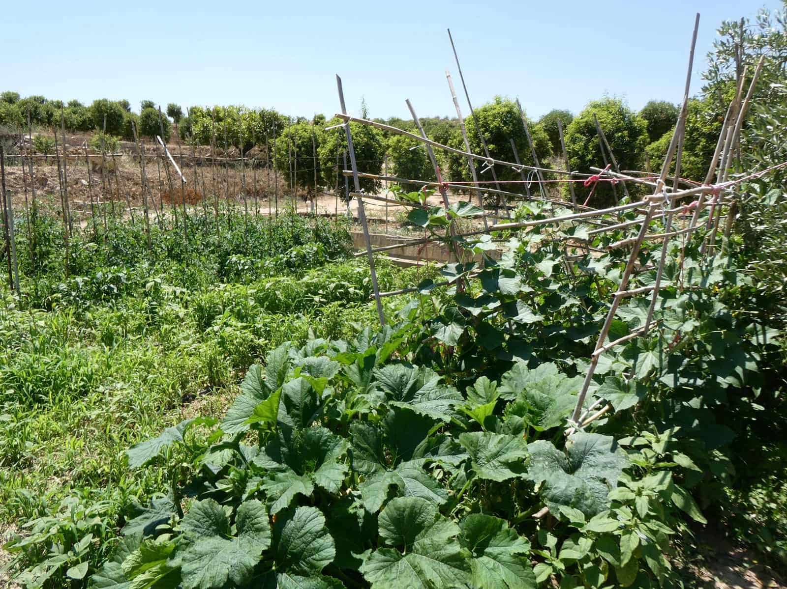 2 bedroom Finca/Country House for sale in Caspe with pool garage - € 149,000 (Ref: 7774812)