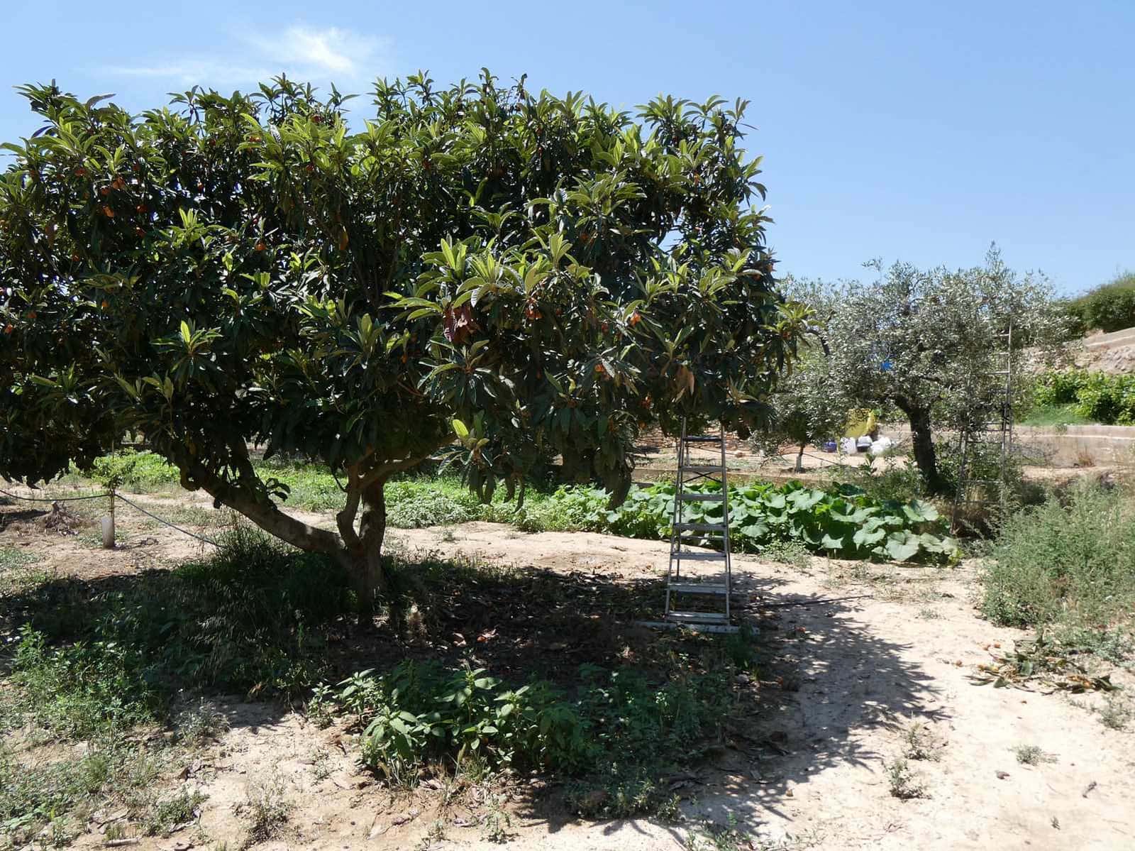 2 slaapkamer Finca/Landhuis te koop in Caspe met zwembad garage - € 149.000 (Ref: 7774812)