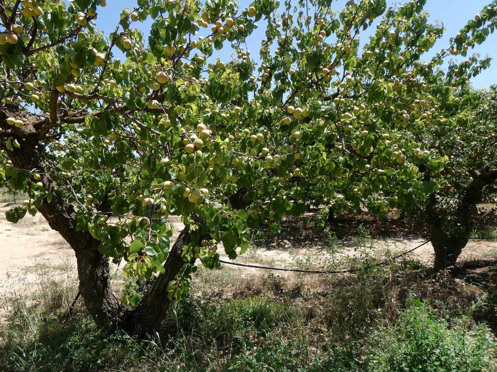 2 slaapkamer Finca/Landhuis te koop in Caspe met zwembad garage - € 149.000 (Ref: 7774812)
