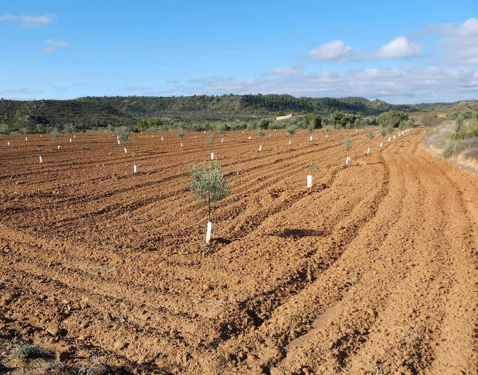 1 sypialnia Finka/Dom wiejski na sprzedaż w Maella - 68 000 € (Ref: 7804205)