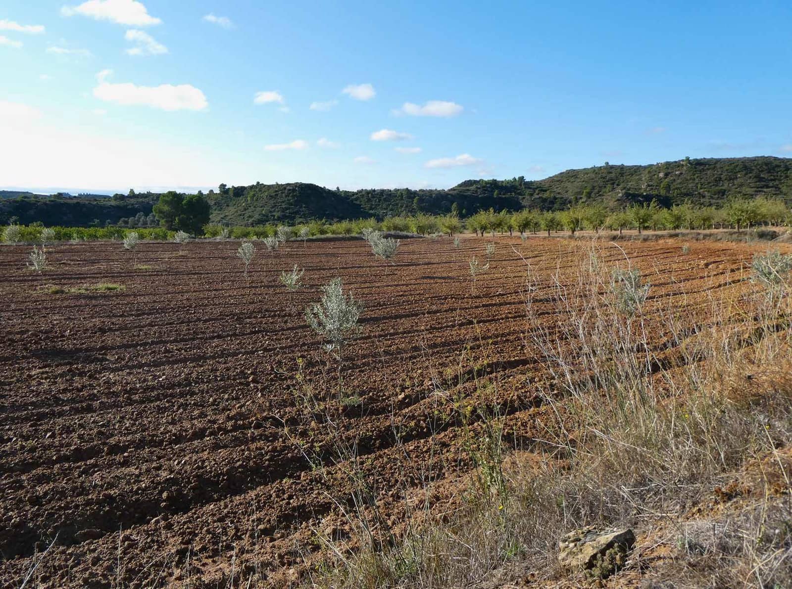 1 sypialnia Finka/Dom wiejski na sprzedaż w Maella - 68 000 € (Ref: 7804205)