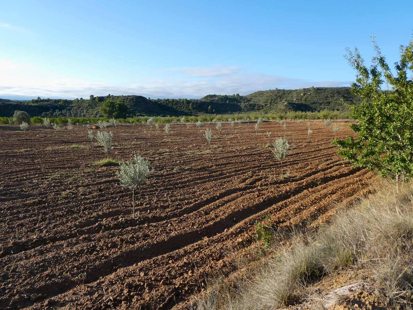 1 sypialnia Finka/Dom wiejski na sprzedaż w Maella - 68 000 € (Ref: 7804205)