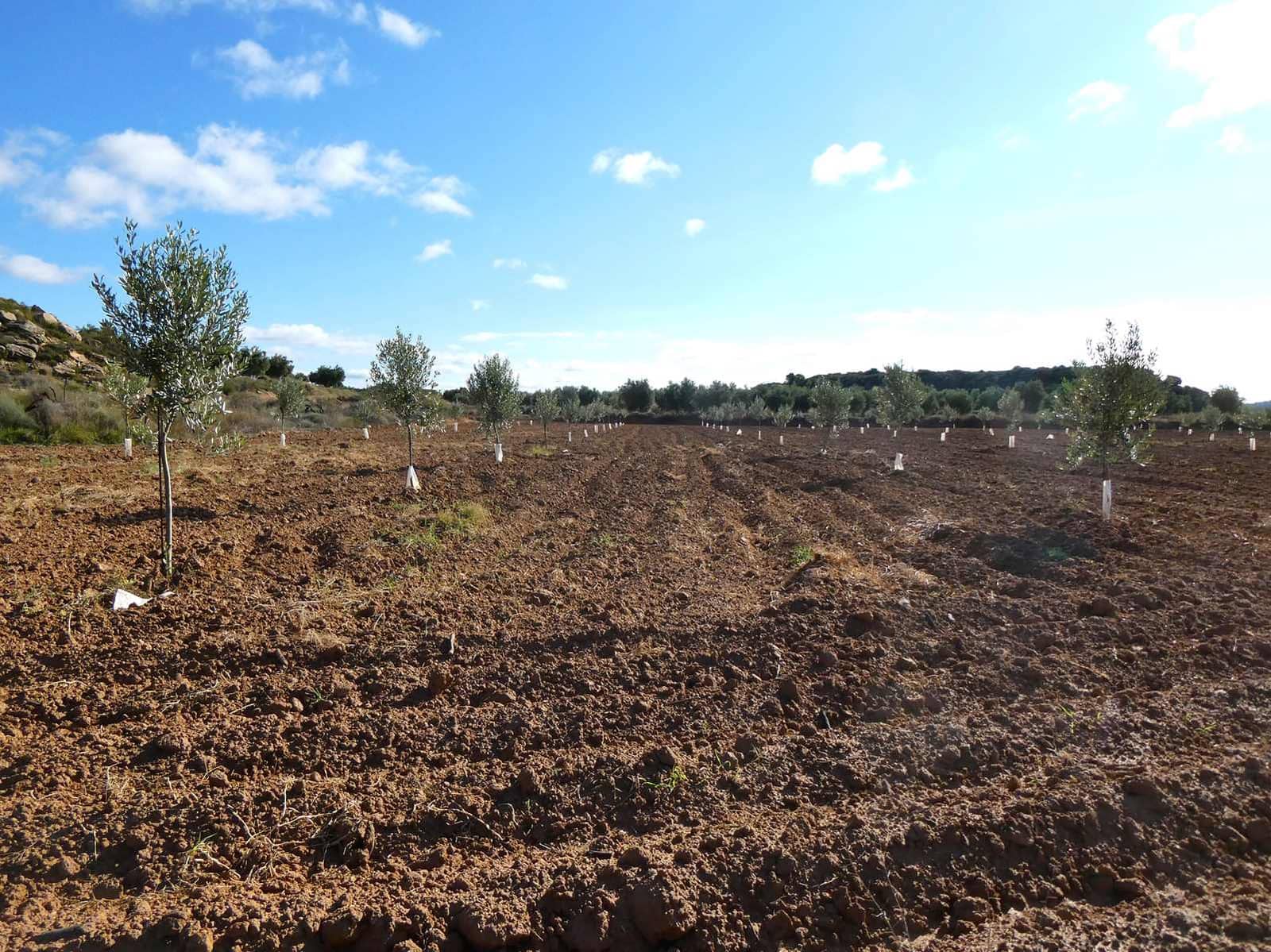 1 sypialnia Finka/Dom wiejski na sprzedaż w Maella - 68 000 € (Ref: 7804205)