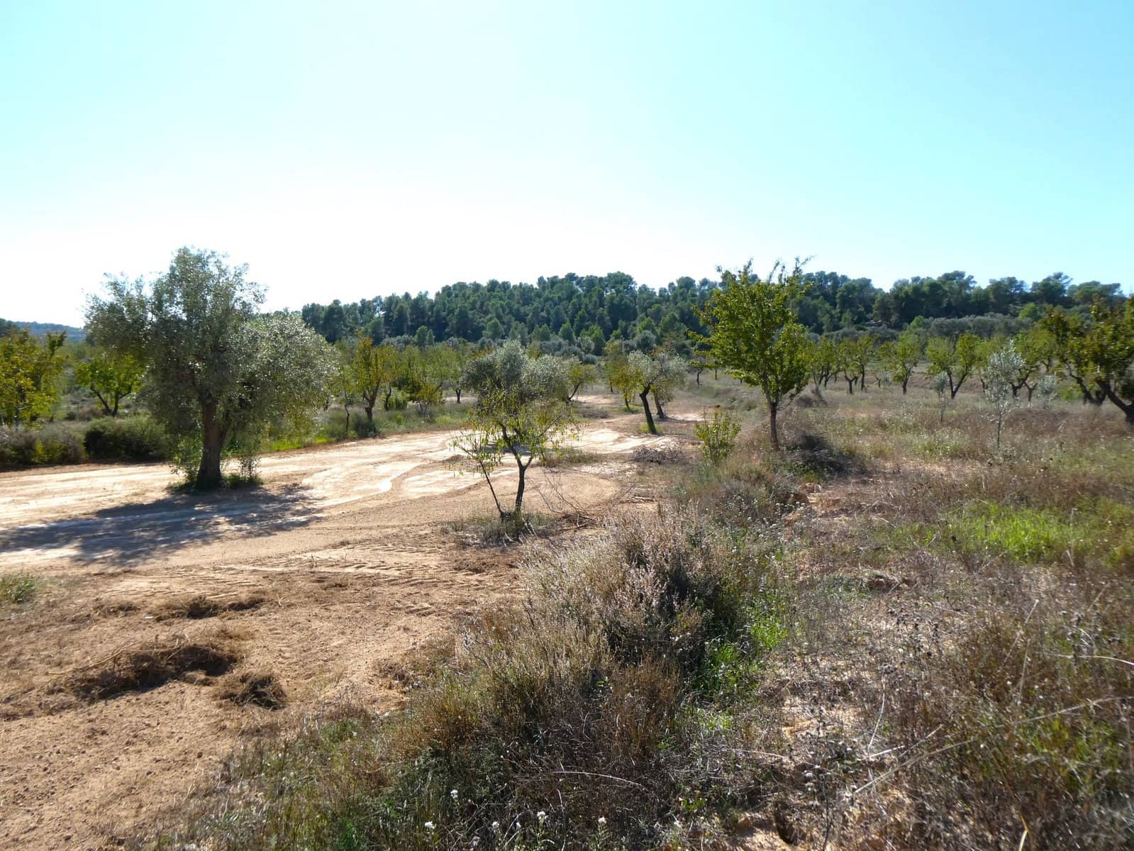 1 chambre Finca/Maison de Campagne à vendre à Maella - 66 000 € (Ref: 7850440)