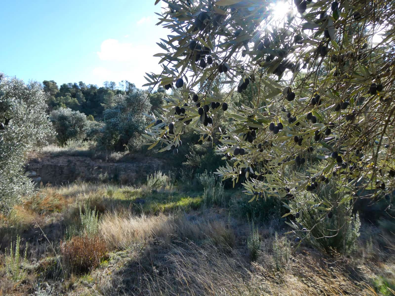 Finca/Herregård til salgs i Maella - € 7 500 (Ref: 7986067)