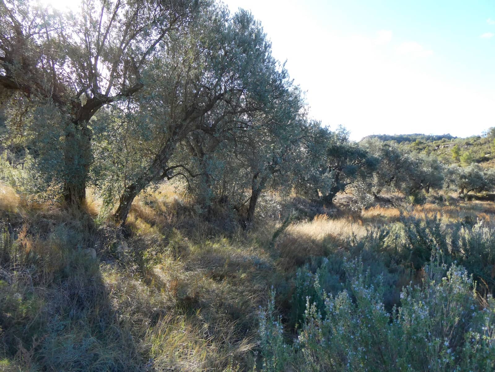 Finca/Herregård til salgs i Maella - € 7 500 (Ref: 7986067)