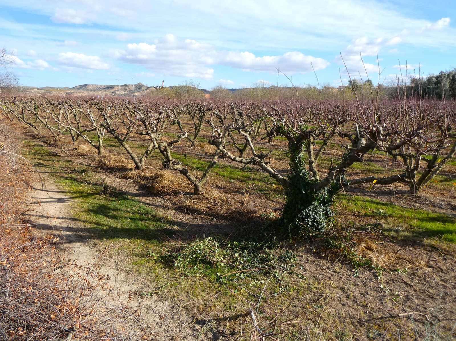 Finca/Country House for sale in Maella - € 26,000 (Ref: 7995583)