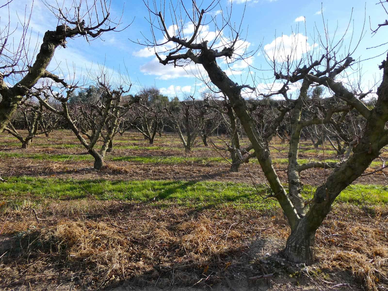 Finca/Country House for sale in Maella - € 26,000 (Ref: 7995583)