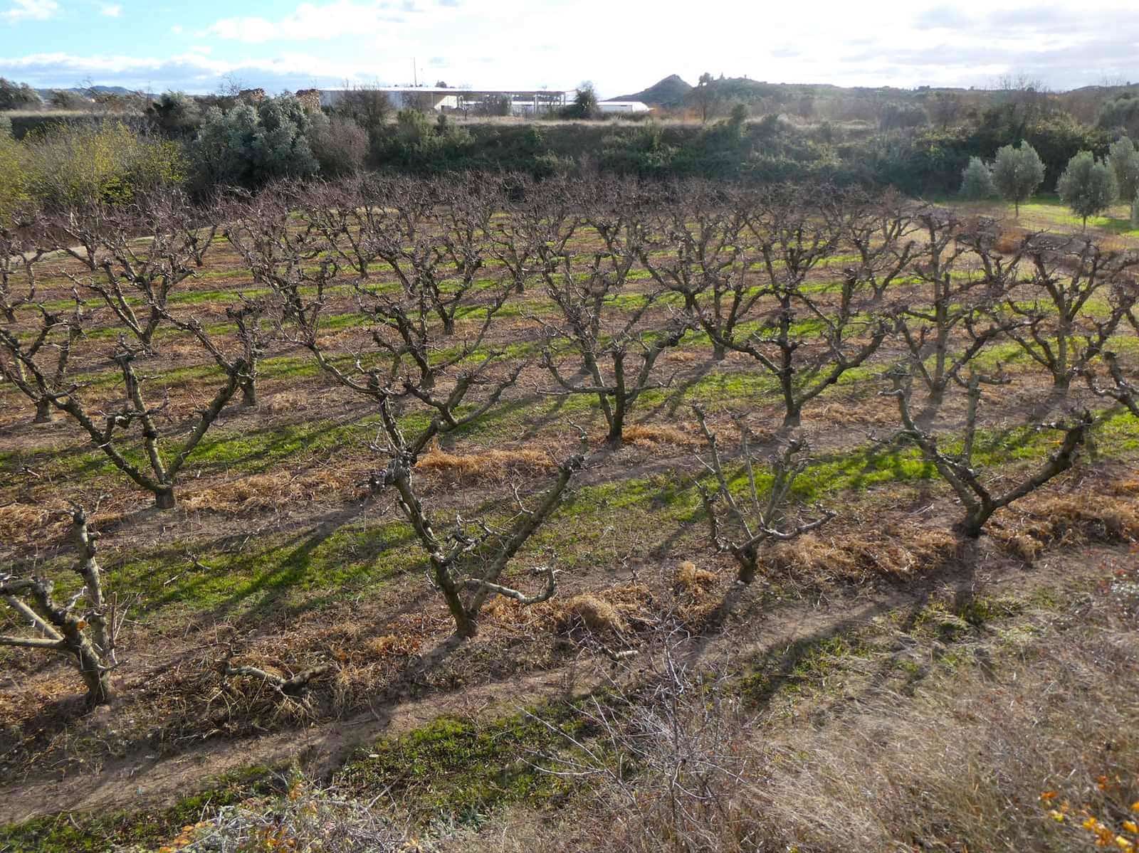Finca/Country House for sale in Maella - € 26,000 (Ref: 7995583)
