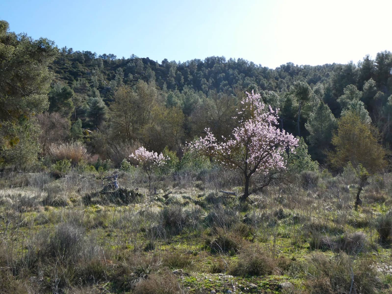 Finca/Landehus til salg i Maella - € 18.500 (Ref: 8135217)