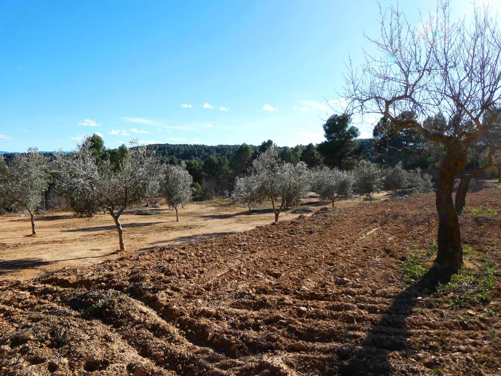 Maalaistalo myytävänä paikassa Mazaleon - 10 500 € (Ref: 8227341)