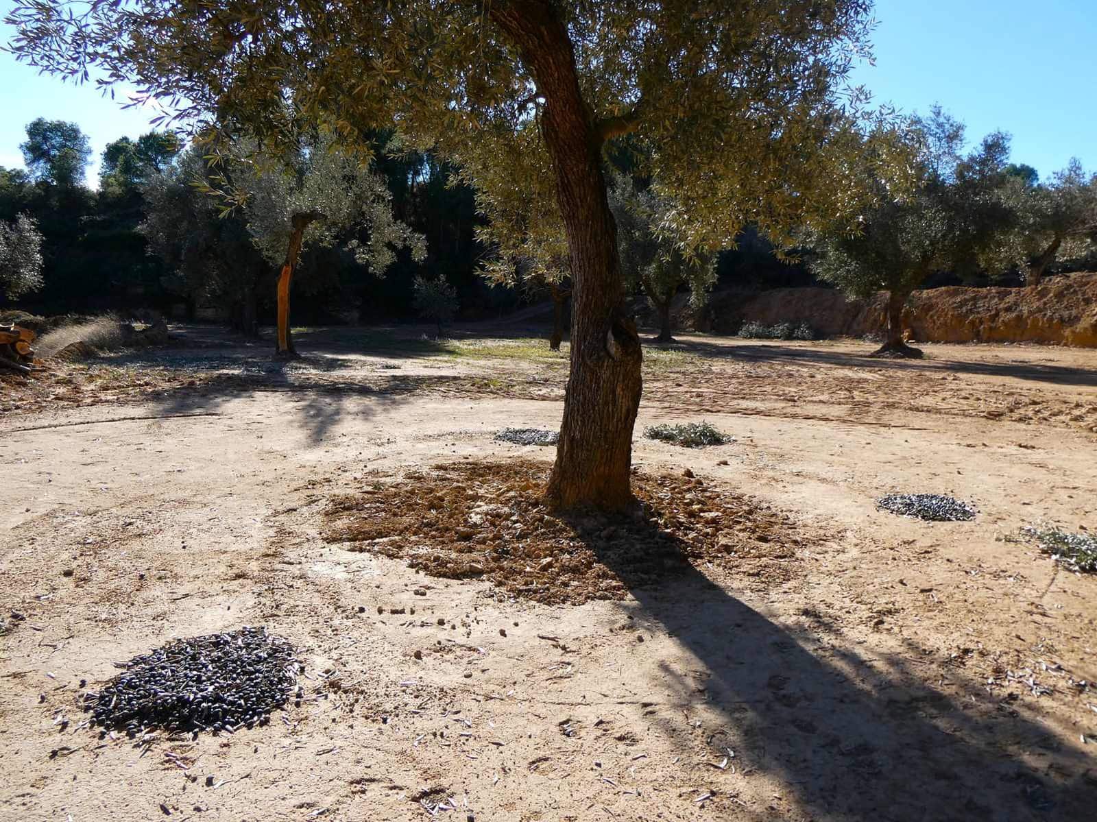 Finca/Country House for sale in Mazaleon - € 10,500 (Ref: 8227341)
