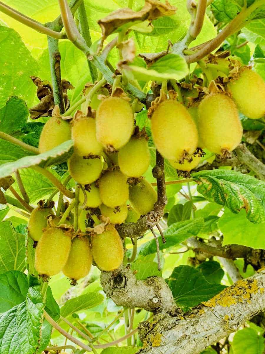 Finca/Landehus til salg i Mazaleon - € 22.000 (Ref: 8528486)