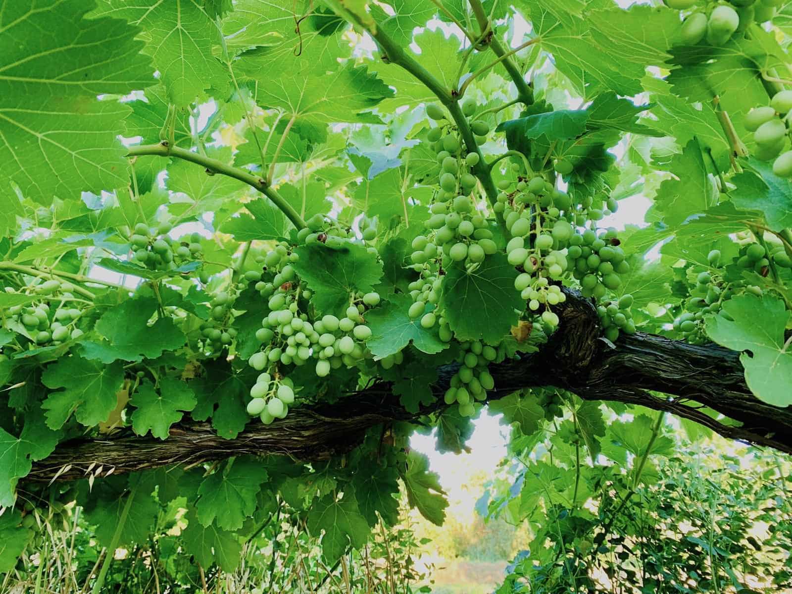 Finca/Landehus til salg i Mazaleon - € 22.000 (Ref: 8528486)