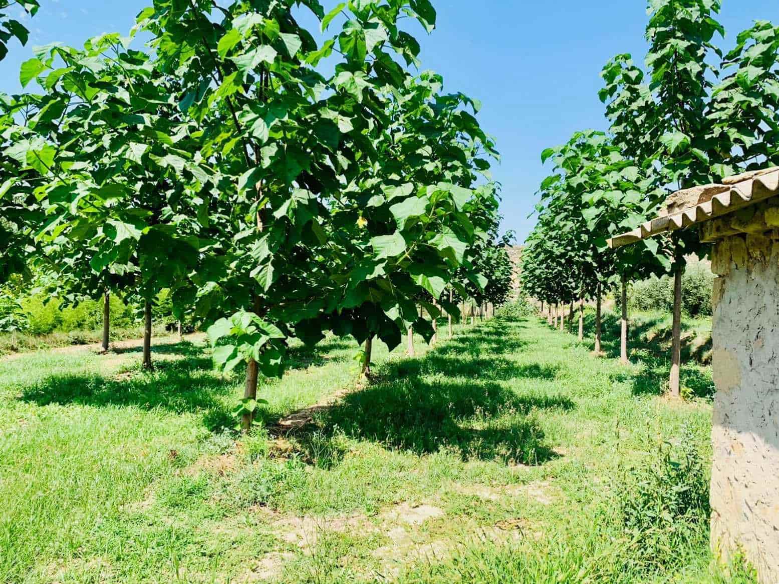 Finca/Landehus til salg i Mazaleon - € 22.000 (Ref: 8528486)