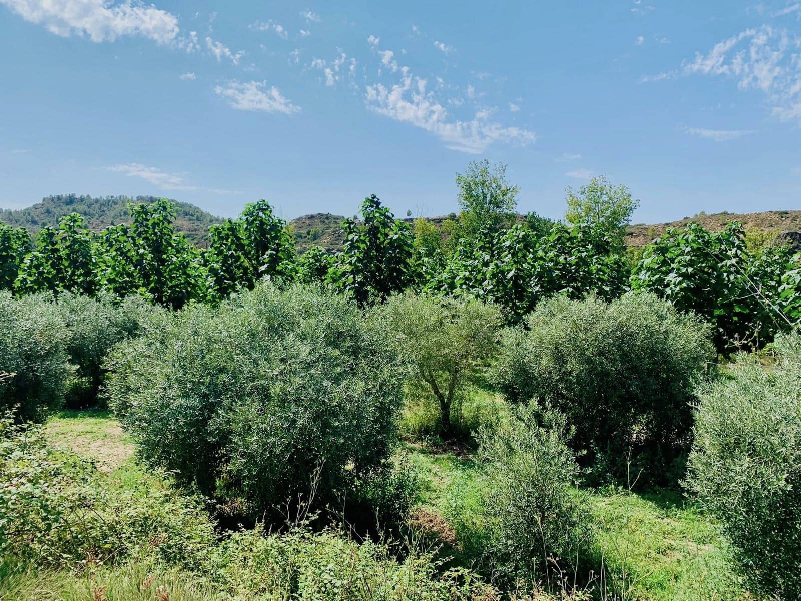 Finca/Landehus til salg i Mazaleon - € 22.000 (Ref: 8528486)