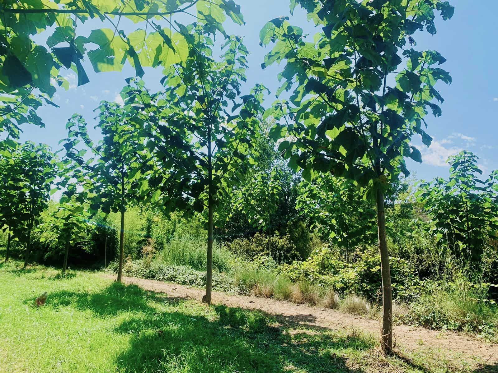 Finca/Landehus til salg i Mazaleon - € 22.000 (Ref: 8528486)