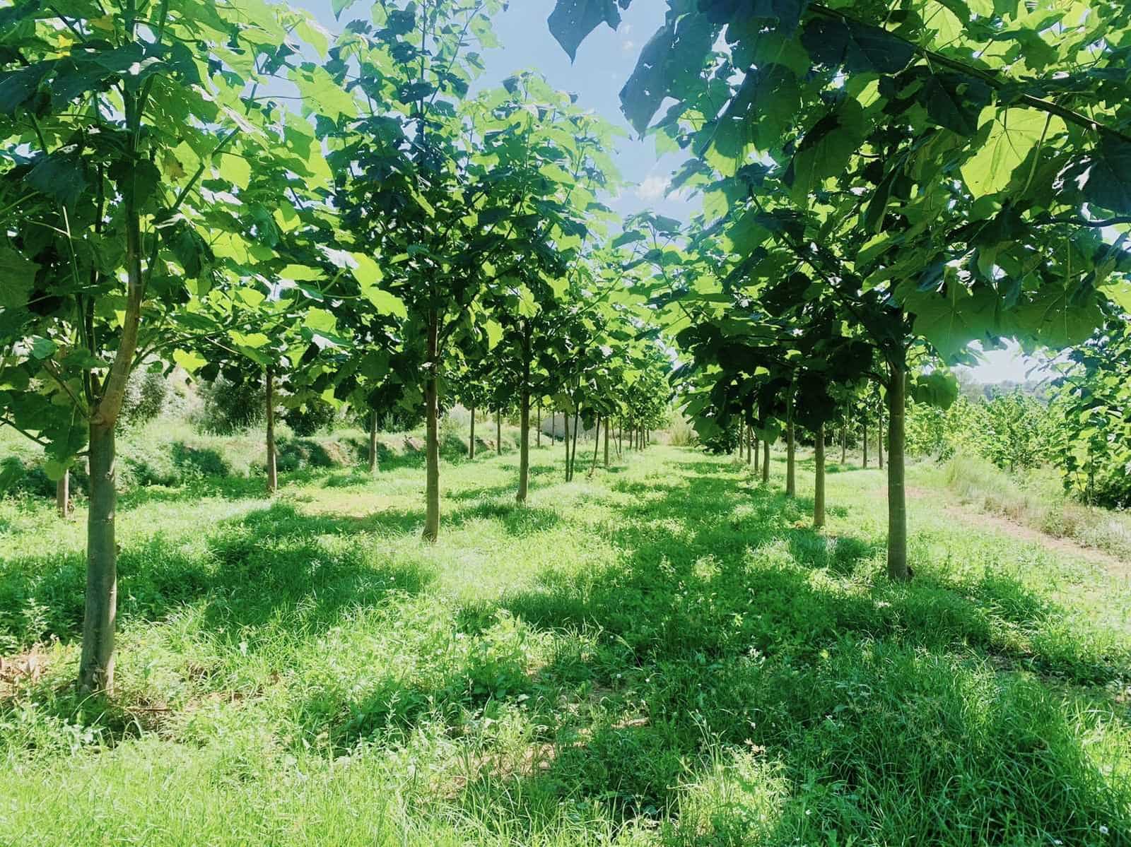 Finca/Landehus til salg i Mazaleon - € 22.000 (Ref: 8528486)