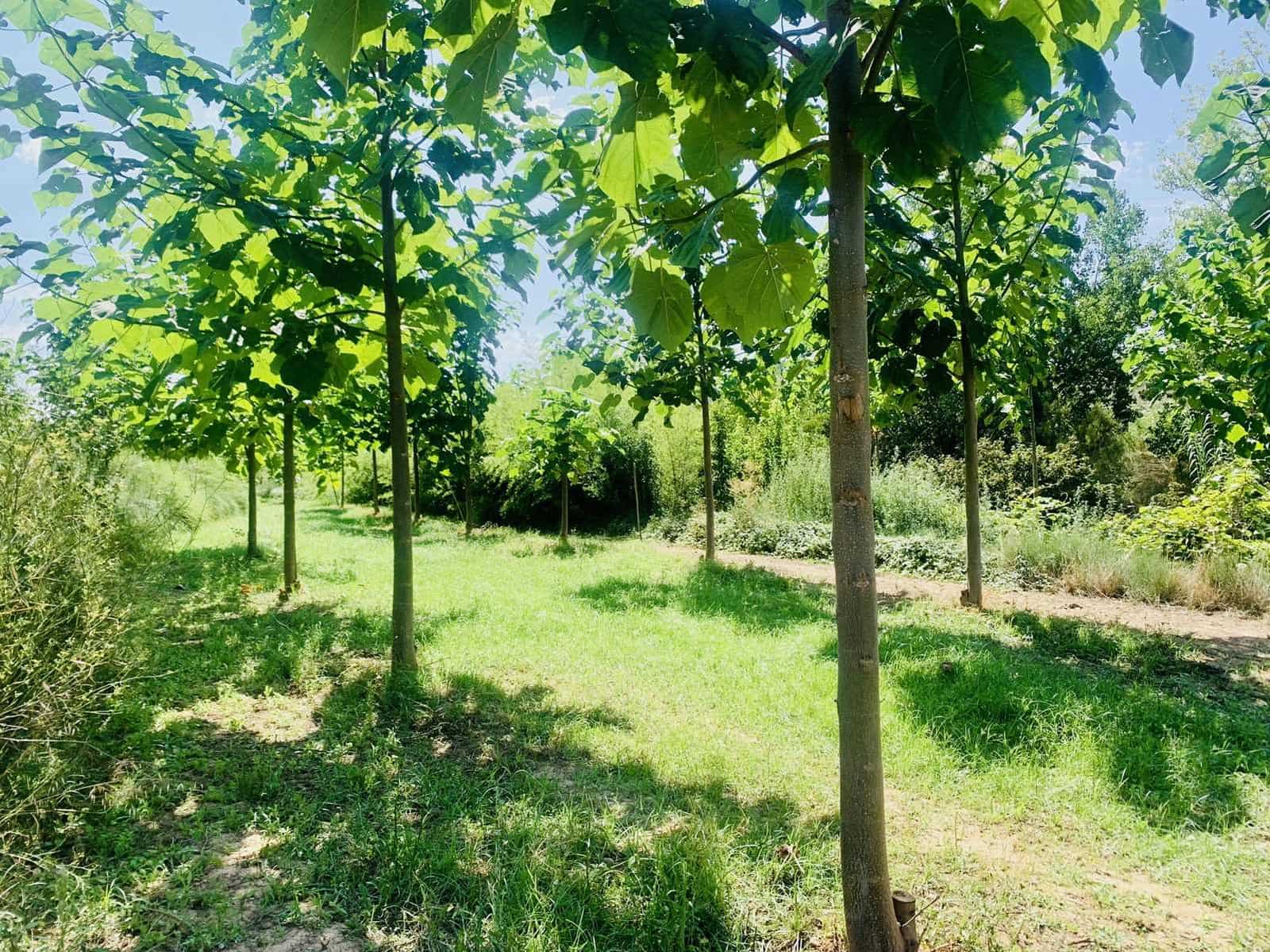 Finca/Landehus til salg i Mazaleon - € 22.000 (Ref: 8528486)