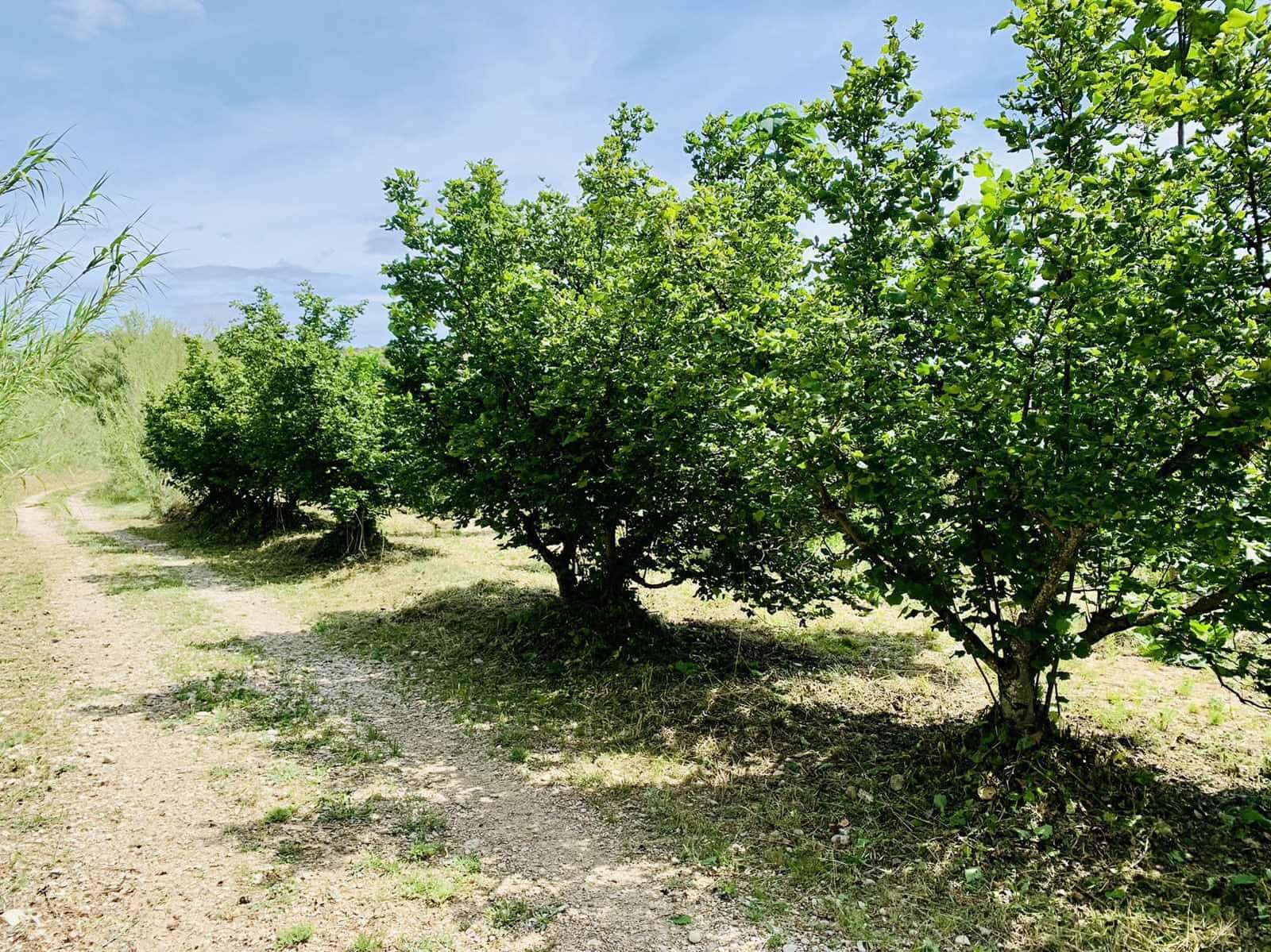 Finca/Landehus til salg i Mazaleon - € 22.000 (Ref: 8528486)