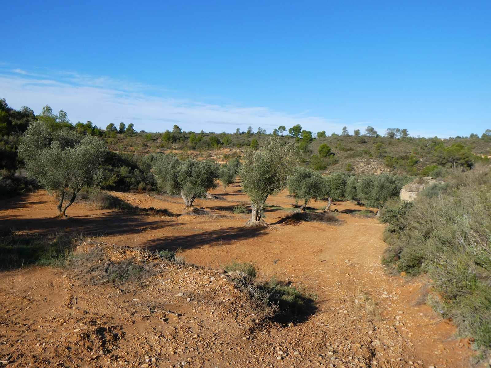 Finca/Casa Rural en Maella en venta - 15.000 € (Ref: 8575834)