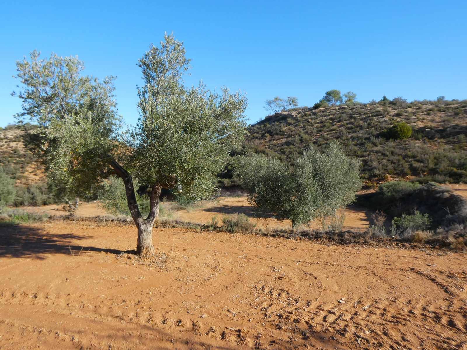 Finca/Casa Rural en Maella en venta - 15.000 € (Ref: 8575834)