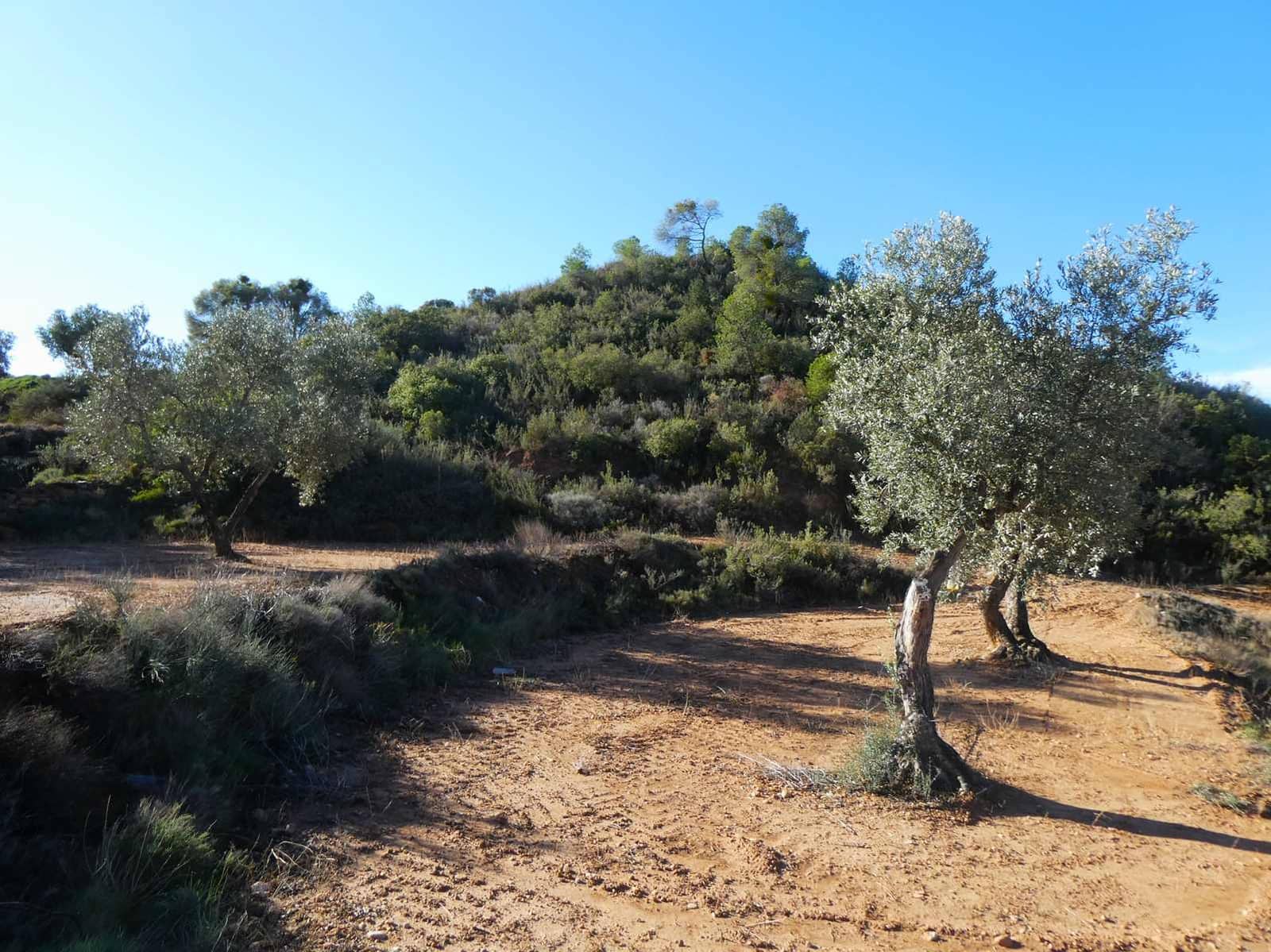 Finca/Casa Rural en Maella en venta - 15.000 € (Ref: 8575834)