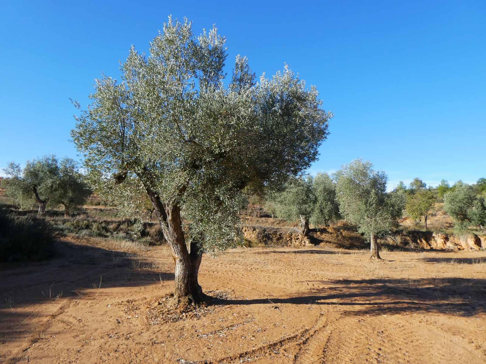 Finca/Casa Rural en Maella en venta - 15.000 € (Ref: 8575834)